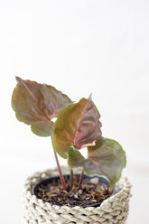 Syngonium strawbery ice